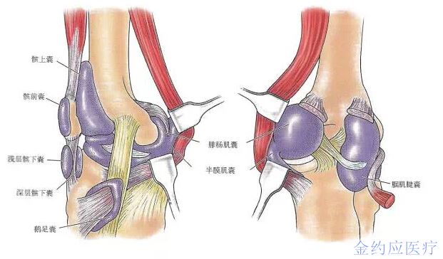 肌薄肌,半腱肌肌腱和胫骨之间;另一个粘液囊将浅层内侧副韧带和鹅足